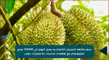 سعر فاكهة الدوريان التايلاندية يصل اليوم إلى 105000 دونج للكيلوغرام مع توقعات صادرات بـ8 مليارات دولار